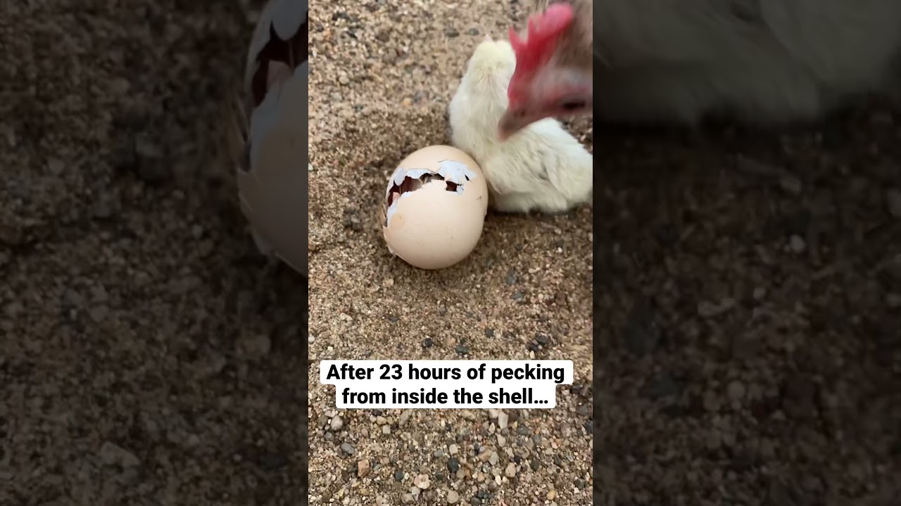 Serama chick hatches with help from mom