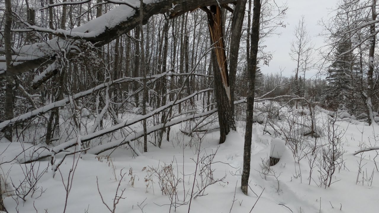 	Coyote Trap Check & Setting up Beaver Set | No Catches but Still Learning