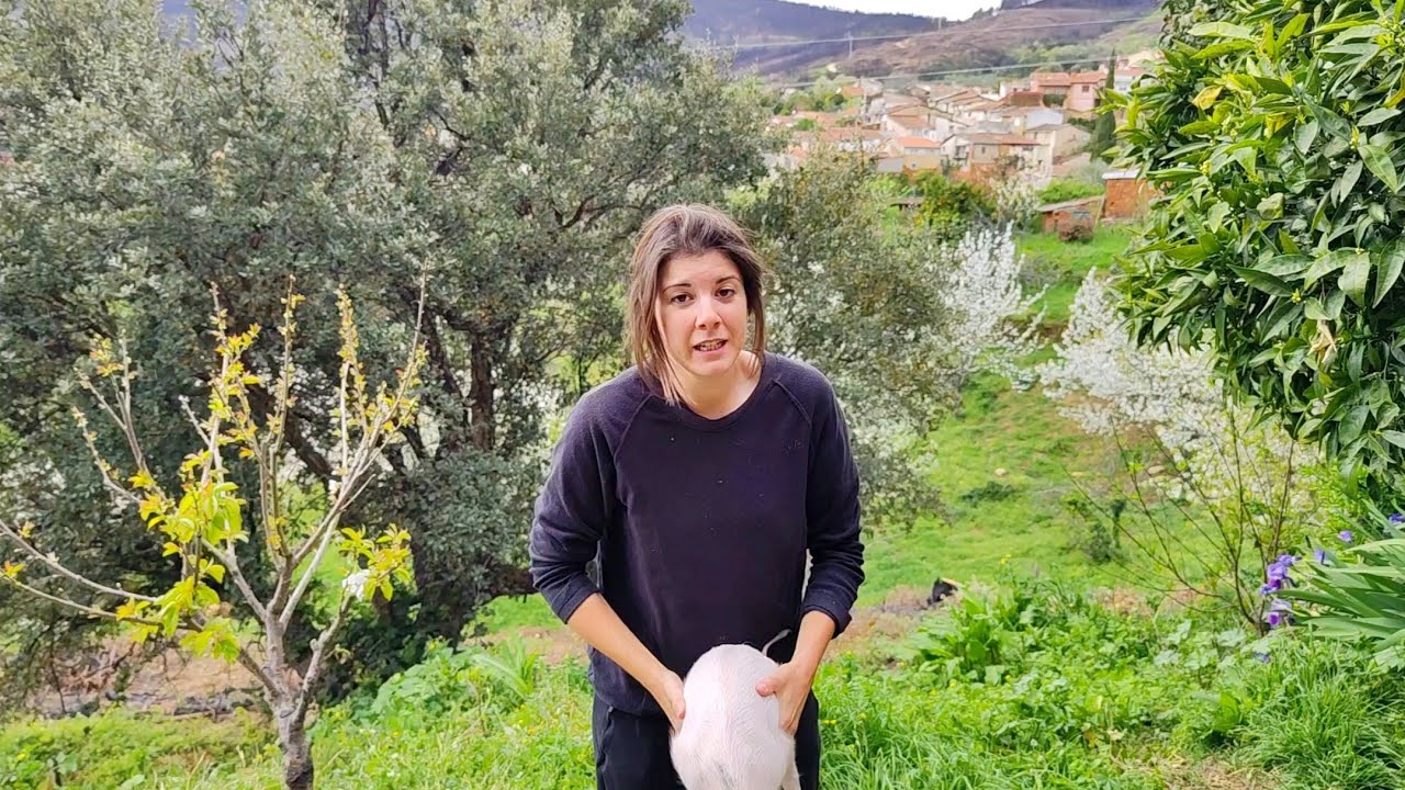He tenido un percance con la cerdina, os cuento