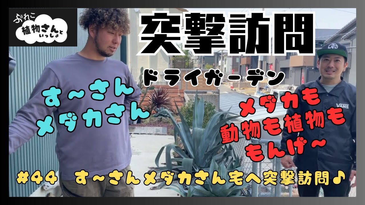 # 44【す〜さんメダカさん宅へ突撃訪問♪】植物さんといっしょ