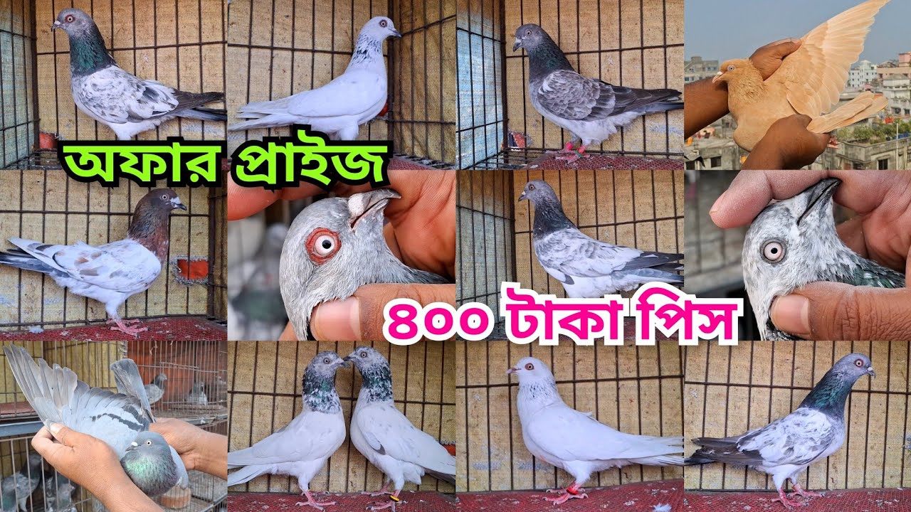 ৪০০ টাকা পিস হাই কোয়ালিটি পাল্লা করা ও হাইফ্লাইয়ার গিরিবাজ কবুতর কিনুন। 