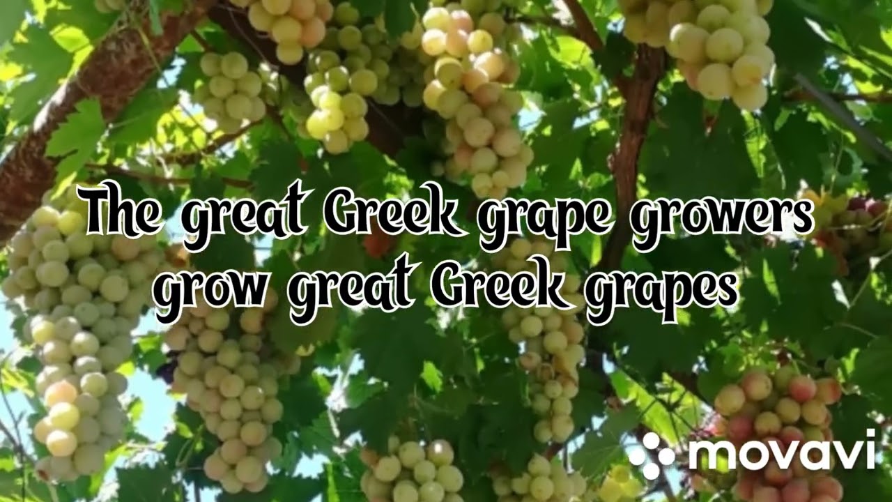 Tongue Twister. The great Greek grape growers grow great Greek grapes