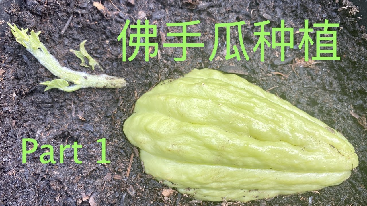【种菜】佛手瓜种植问答一：育苗播种｜How To Grow Chayote Q & A Part 1