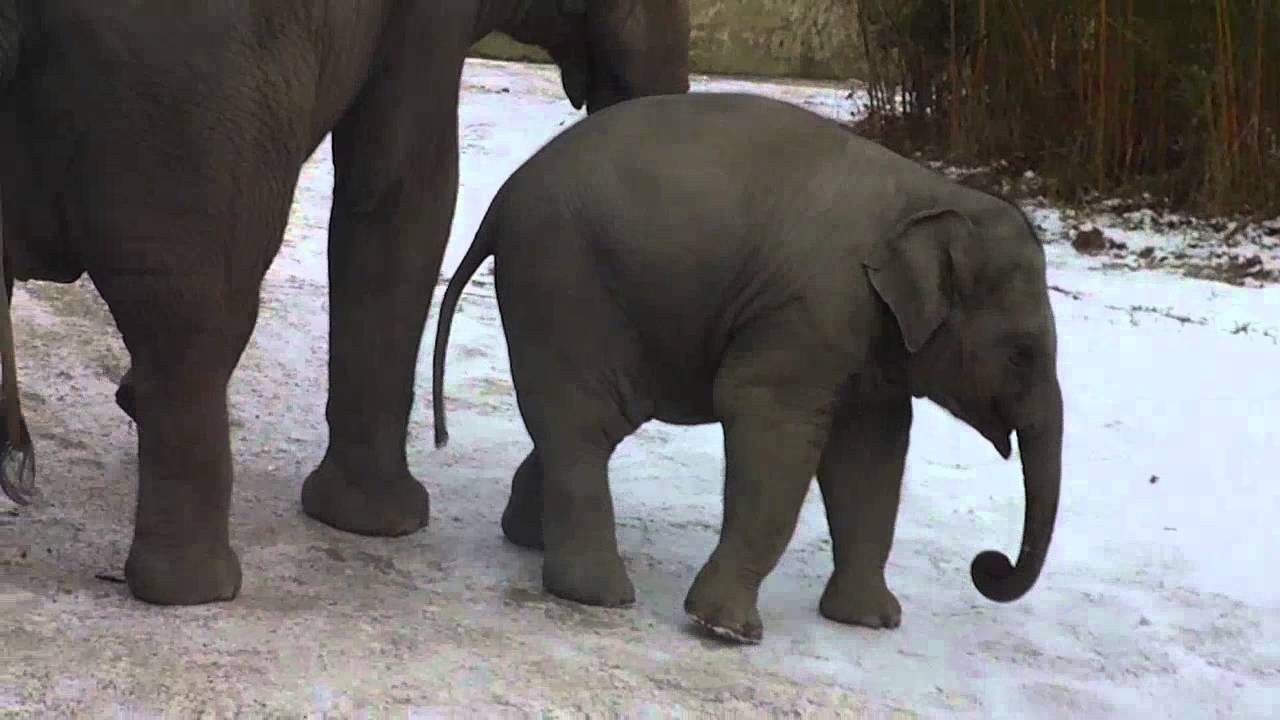 Little Elephant Ludwig running on snow  and ice - Baby Elefant Ludwig rennt auf Schnee und Eis