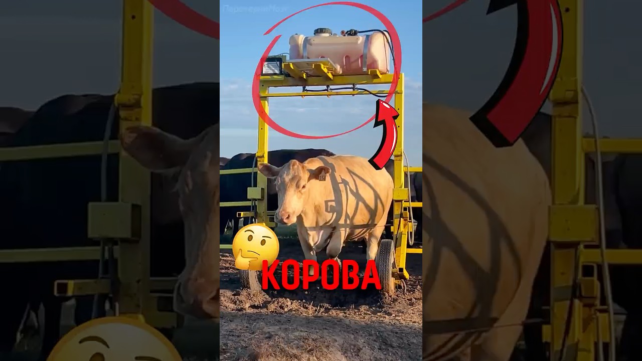 🐄 Как фермеры избавляются от мух! #животные #ферма #коровы