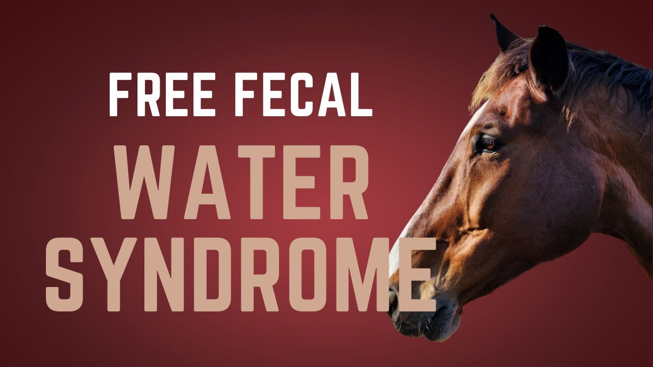 Fecal Water Syndrome in Horses