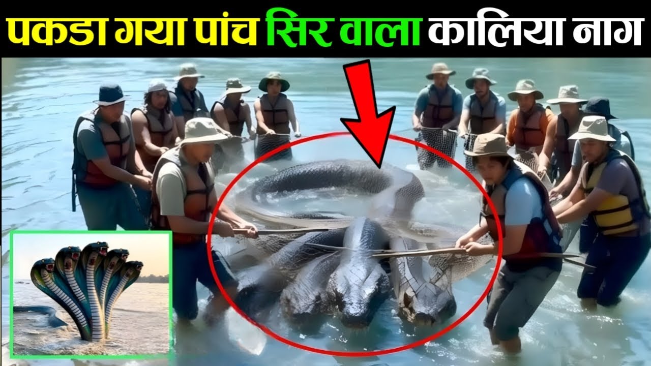 वृंदावन में पकड़ा गया कालिया नाग! | Kaliya Naag Vrindavan #kaliyanaag #mathura #vrindavan #yamuna