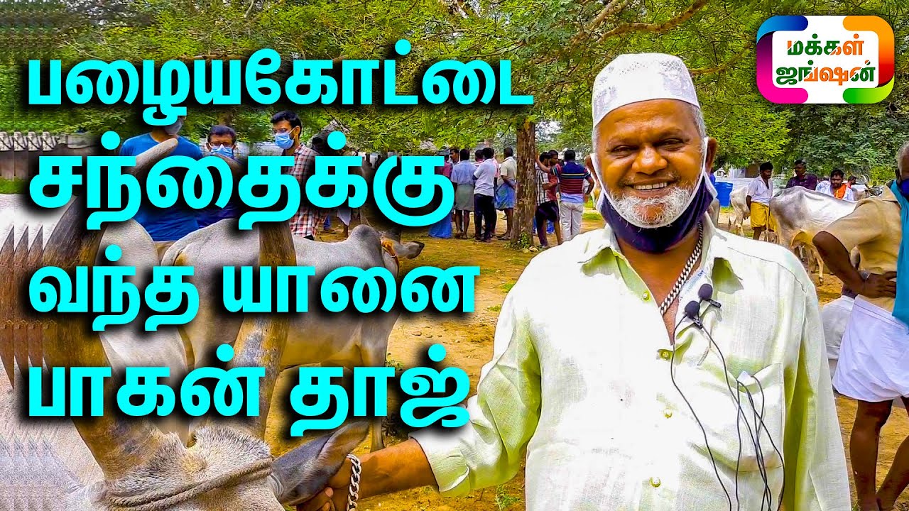 ஒரே ஈத்தில் இரட்டை காளை கன்றுடன் பழையகோட்டை சந்தைக்கு வந்த யானைப்பாகன் தாஜ் || Mahout Taj || ஒட்டகம்