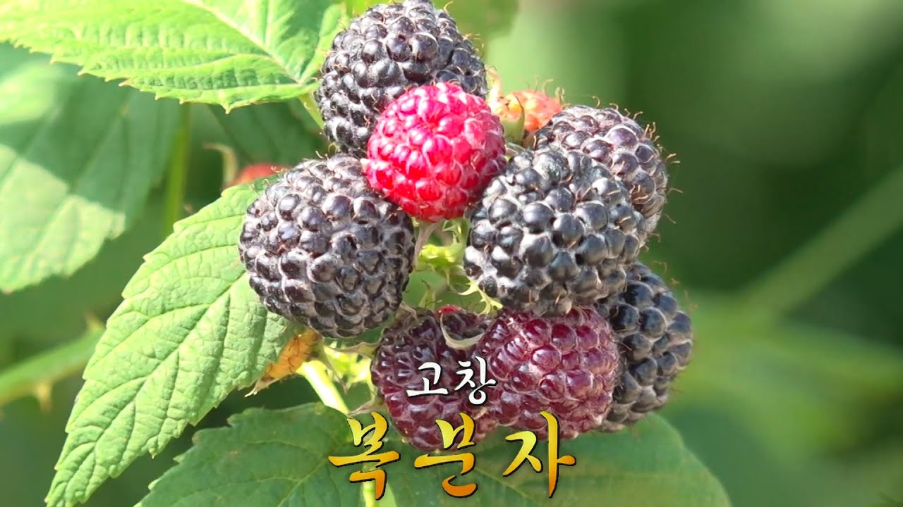 보름 동안만 수확 가능한 촉촉&times;달콤 제철 복분자★