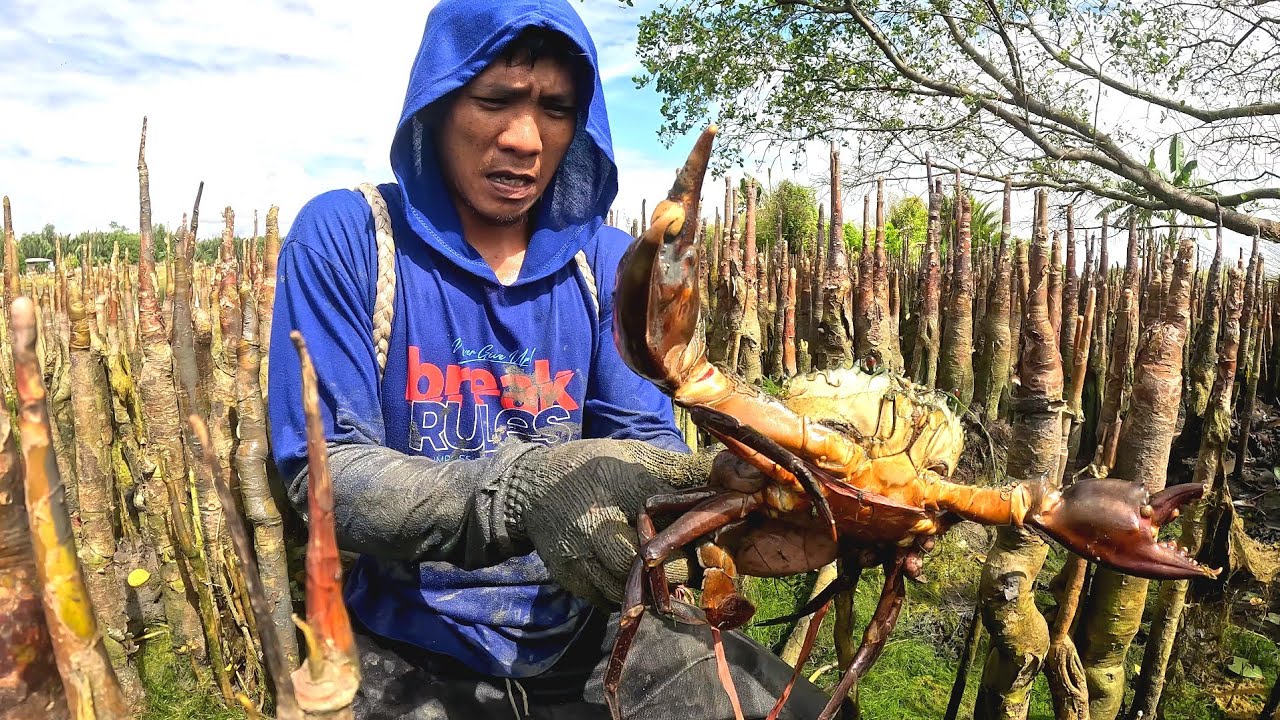 Menemukan KEPITING RAKSASA saat mencari kepiting di tambak tradisional
