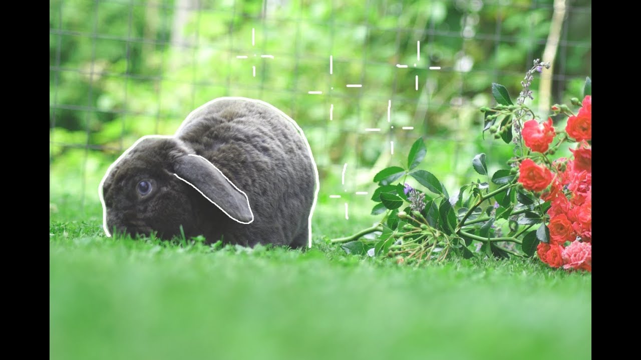 Morgenroutine am Wochenende (bei den Kaninchen)