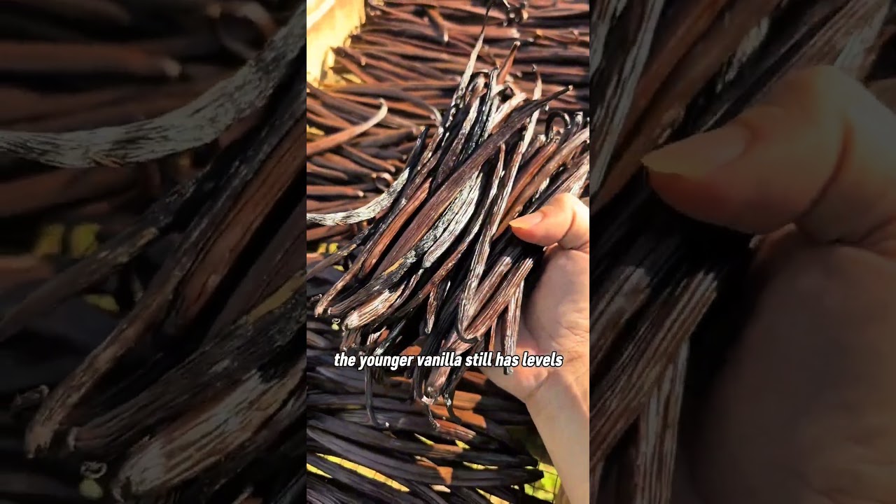 Why is it that when it is dried in the sun, the dried vanilla is not the same?
