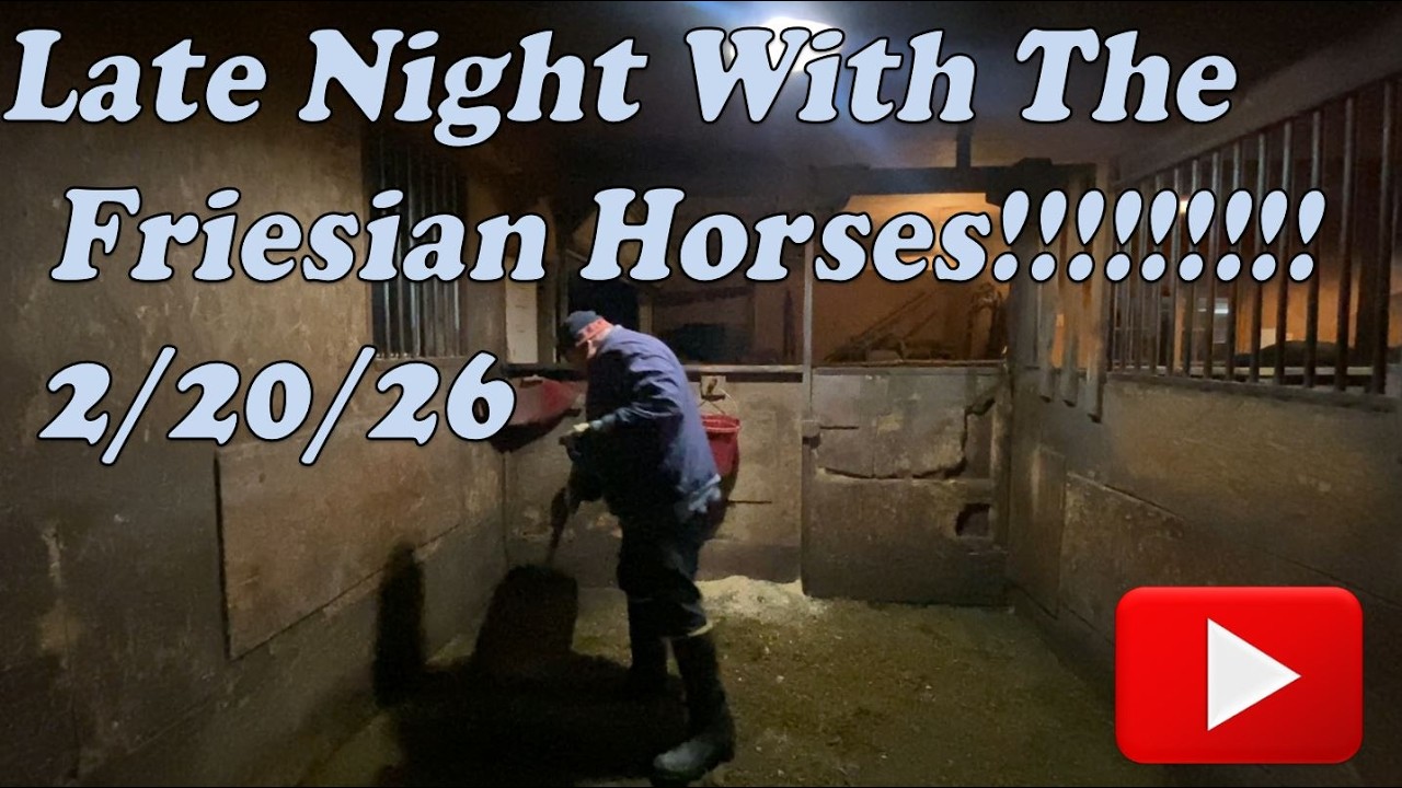 03 Late Night Frieisan Horse Chores 02 20 26