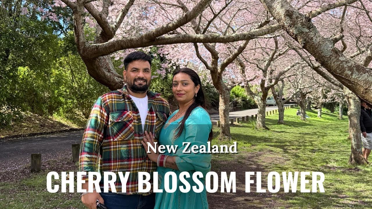 Cherry Blossom Flowers | New Zealand |  punjabi couple travel vlog 