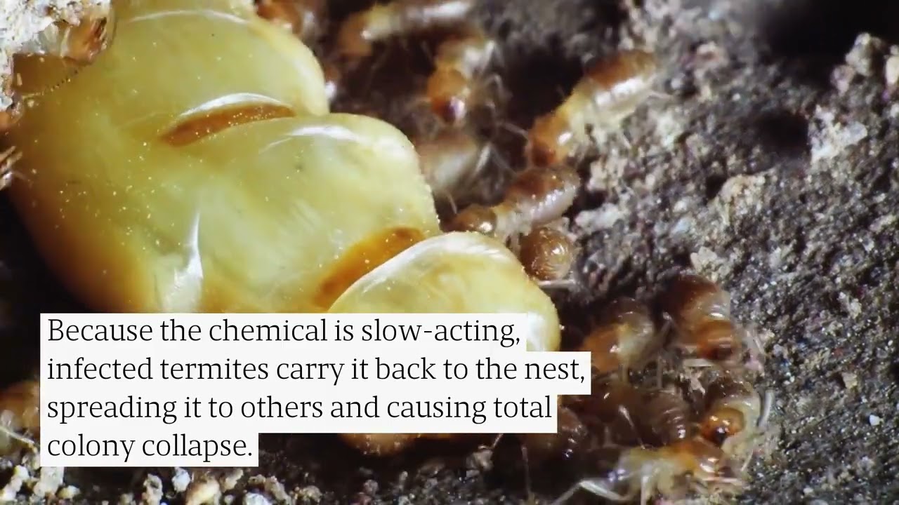 Termite Control: The Difference Between Chemical & Natural Treatments
