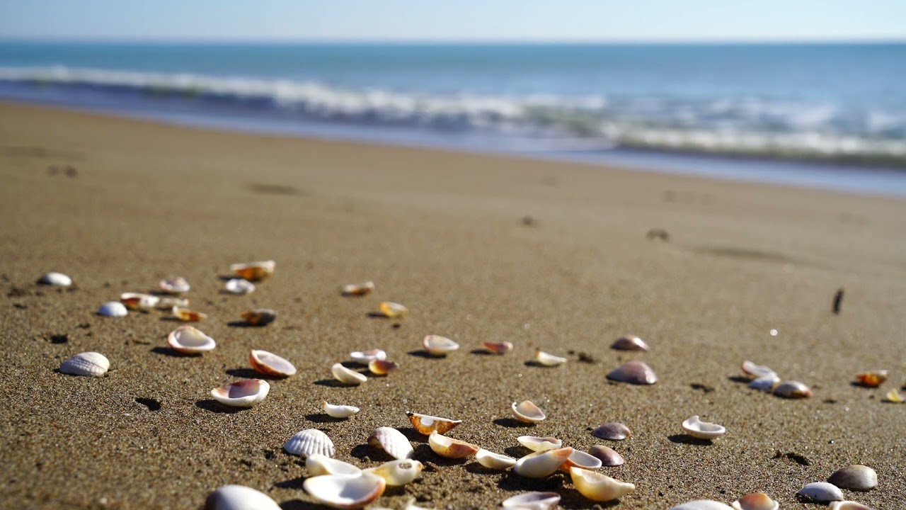 Shells and Waves Free Stock Footage - Beach Sand and Waves Ocean Video Free Download HD