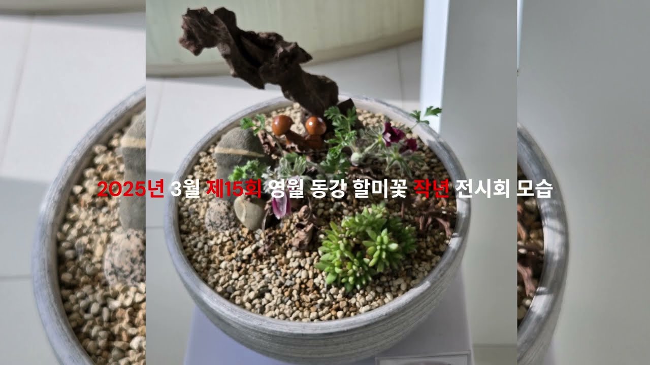 영월 단종 유배지 청령포 홍보관 2층 전시실 2026년 제16회 동강 할미꽃 전시회에 여러분을 초대합니다,