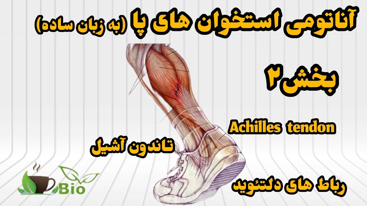 تاندون آشیل، بخش۲ استخوان های پا، تالوس، کاکانئوس، ناوی کولار، کونئ فورم، کوبوئد، متا تارسال، فالنژ