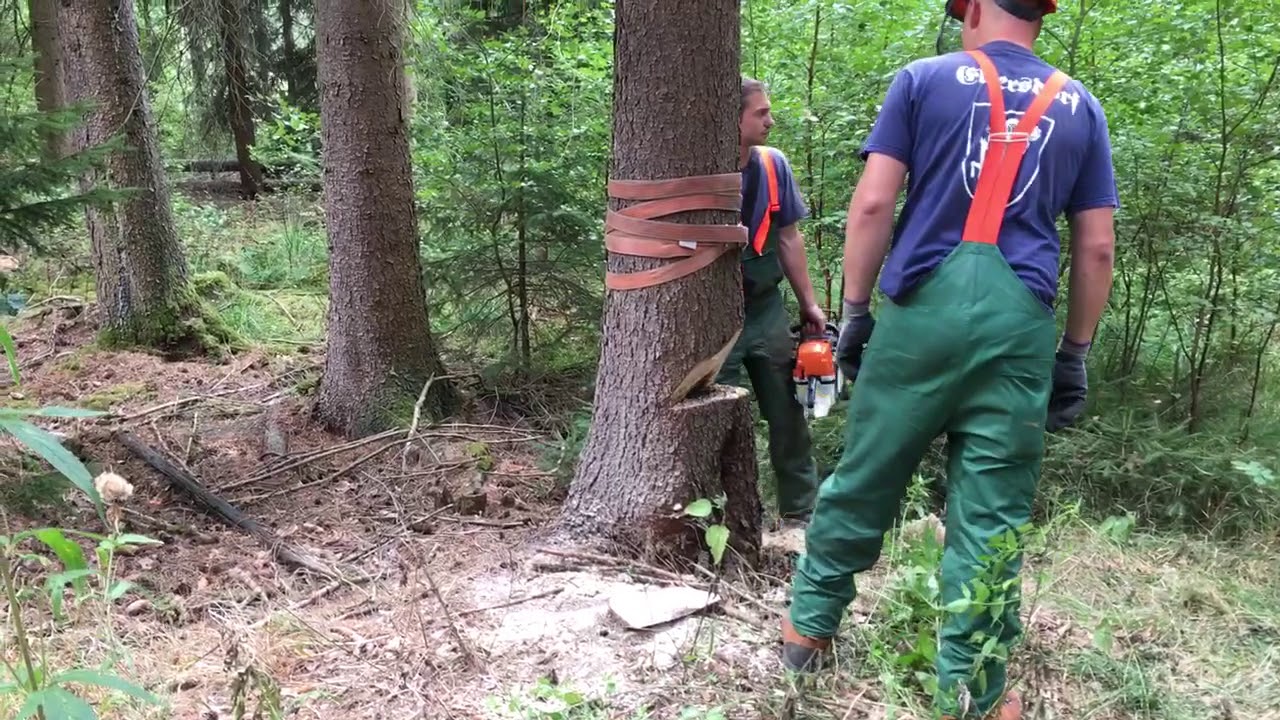 Eltersdorfer Kärwa - Kärwabaumfällen 2018 im Neunhofer Forst