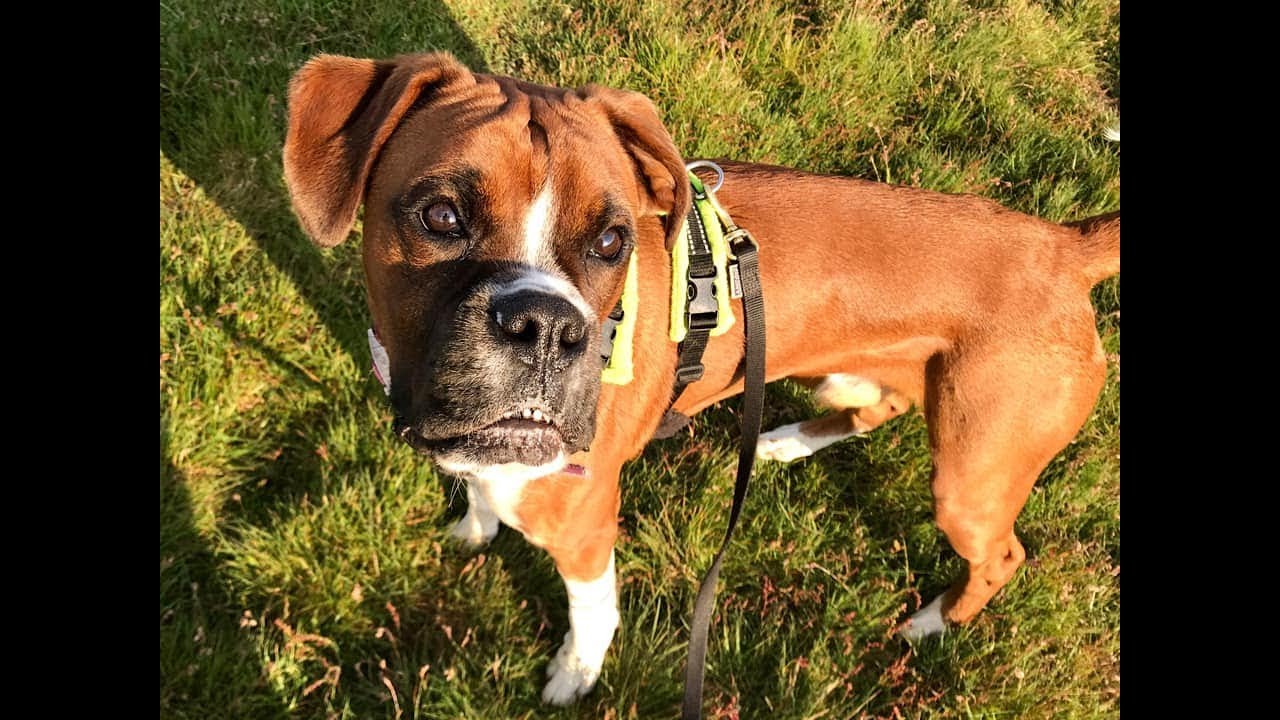 Chester - Boxer - 2 Week Intensive Dog Training Course