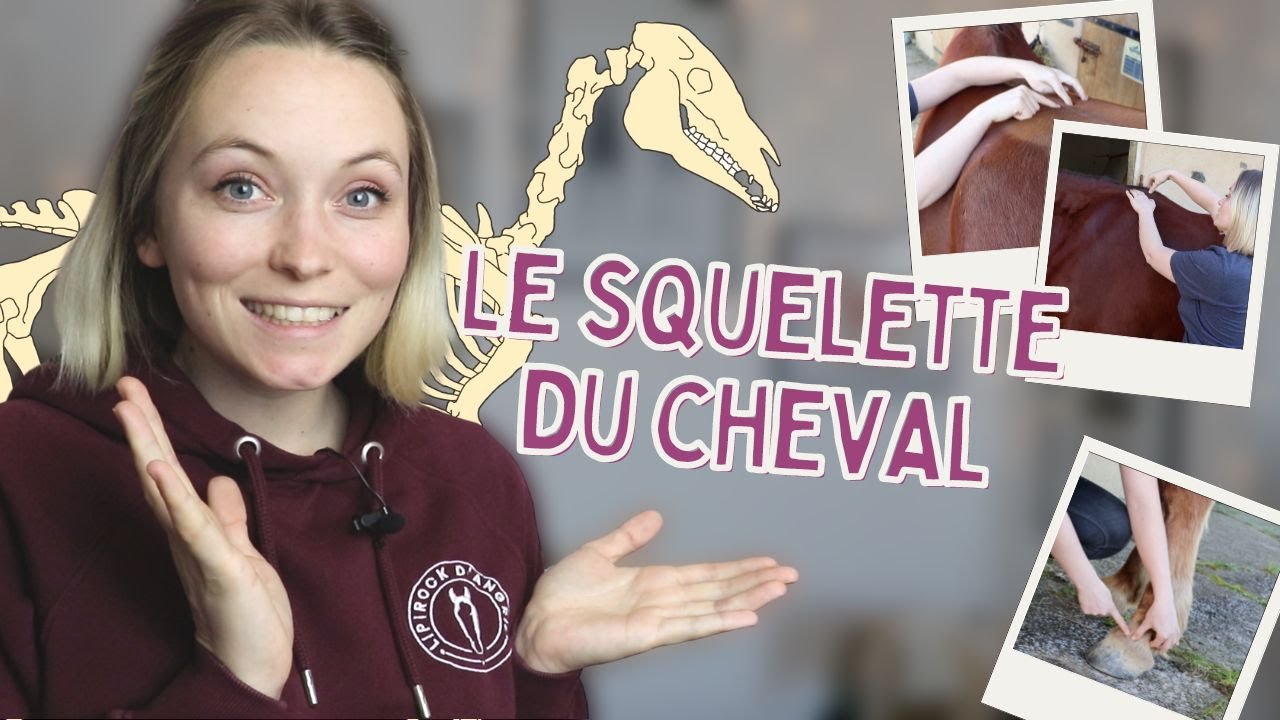 LE SQUELETTE DU CHEVAL : ce qu'on devrait vraiment savoir depuis le galop 5 🤯