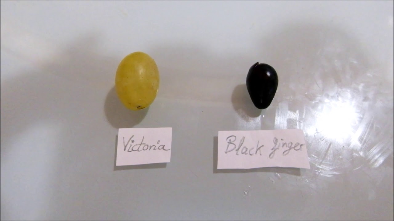 Victoria y Black finger grapes -figs anggur องุ่น Spain stek tin keratan รูปที่ - สเปน