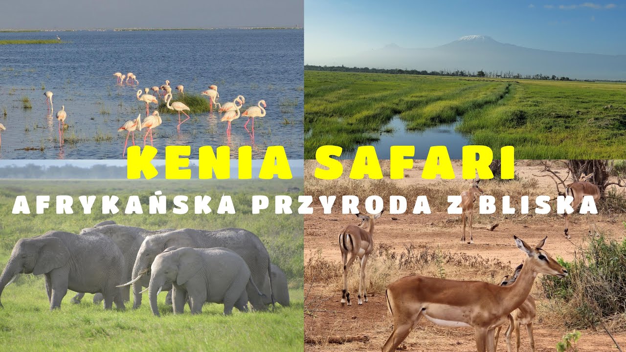 🇰🇪 KENIA SAFARI   AFRYKAŃSKA PRZYRODA Z BLISKA 4K   KENYA SAFARI AFRICAN NATURE UP CLOSE