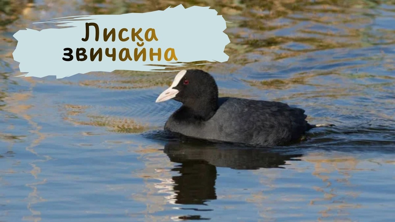 Лиска звичайна. Fulica atra. Птах 2026 року в Україні
