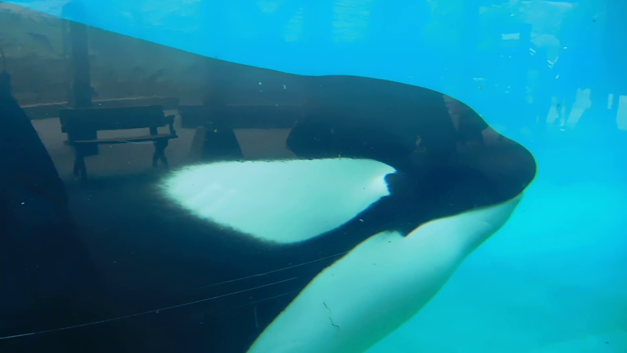 Ulises/Shouka/Amaya/Kalia at UV - Seaworld San Diego - July 17, 2019