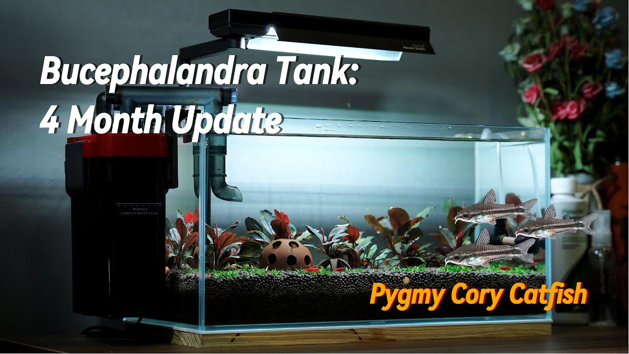 Bucephalandra Tank: 4 Month Update | Cập nhật hồ bucep sau 4 tháng | Thả thêm Cá Chuột Pygmy
