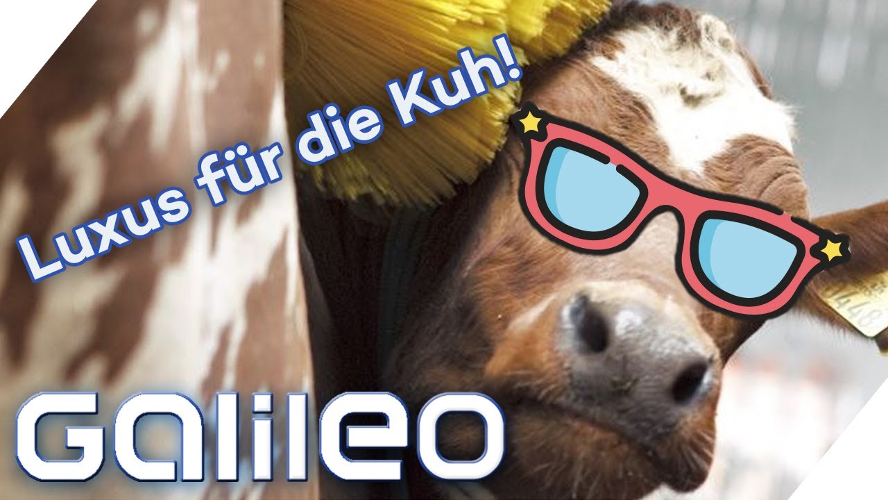Eine Wellness-Farm für Milchkühe? Hier kommt die Kuhhaltung der Zukunft | Galileo | ProSieben