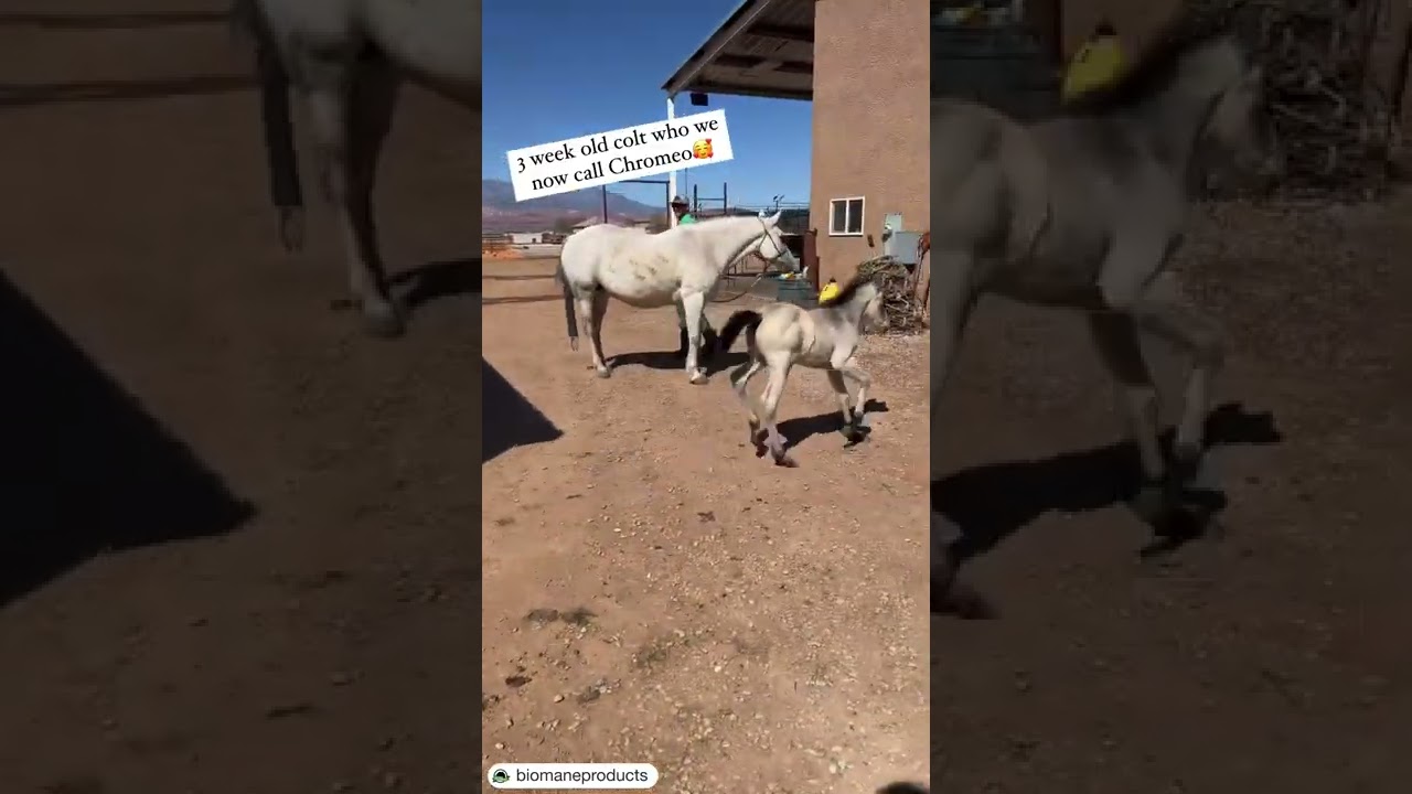 Baby Chrome 😍 #shorts #shortsvideo #horse #colt #foal #equestrian #equine #horseriding #animals