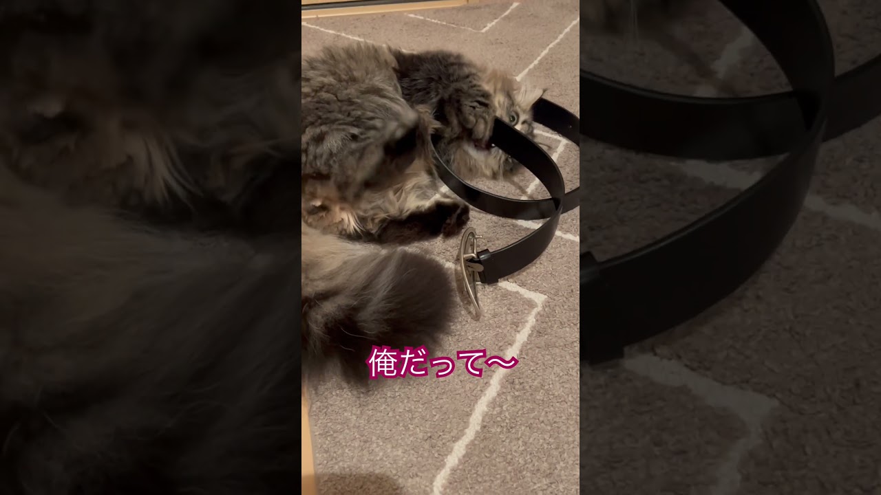 #猫 #ねこ #ネコ #ねこ部  #ねこ動画  #ねこのいる暮らし  #ねこすたぐらむ  #ねこのいる生活  #ねこのきもち  #ねこ好き  #cat