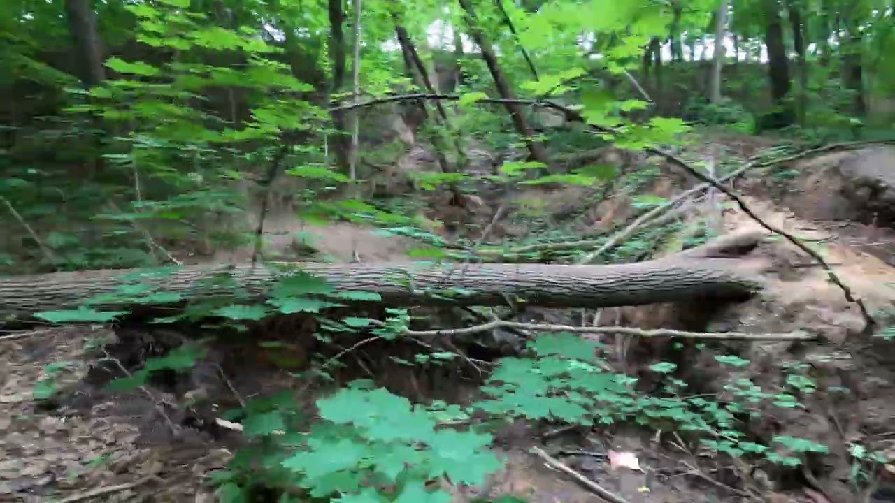Fili park jogging 2025 06 12 GoPro timewarp