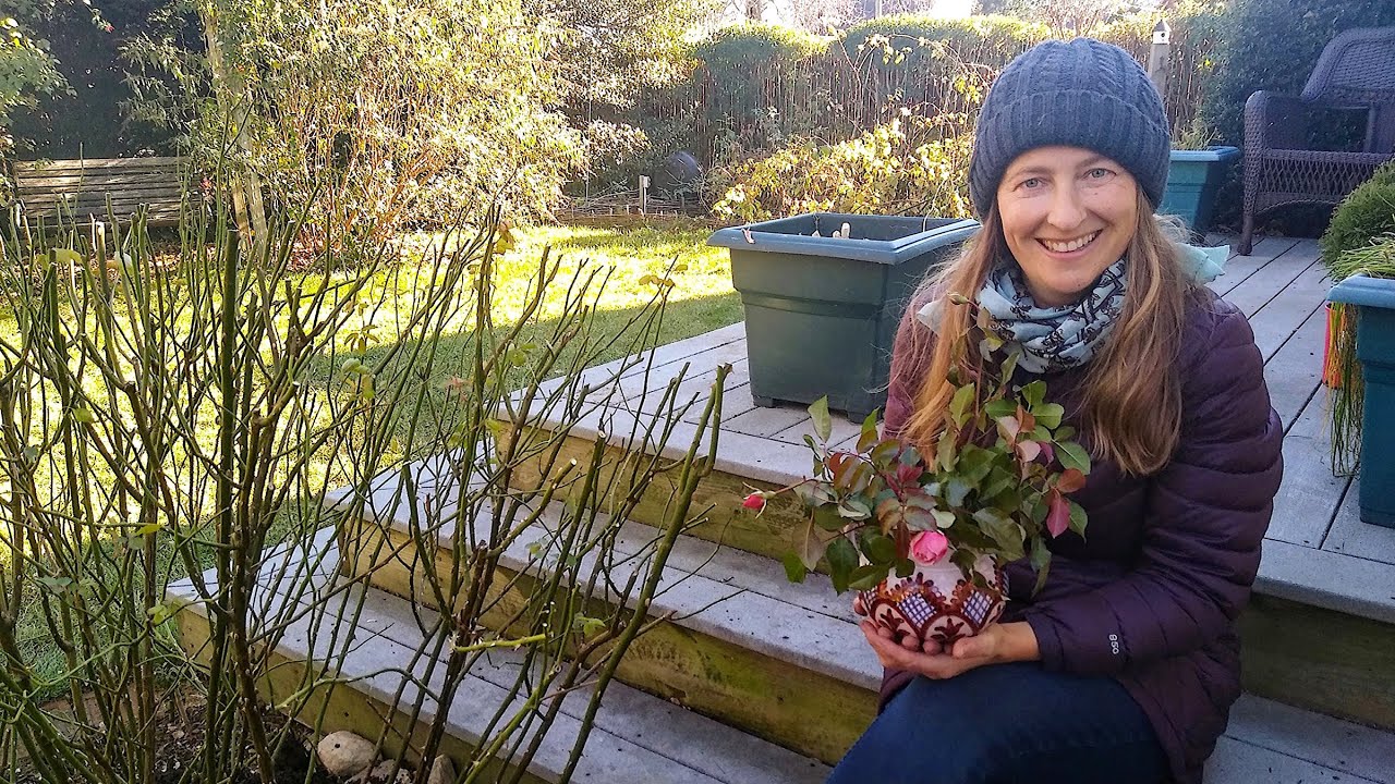 Cold Weather - Final Steps to Winterize Roses
