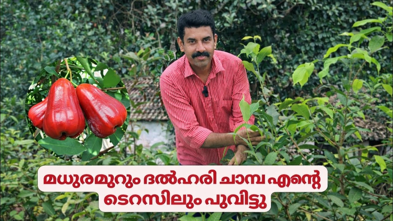 ചാമ്പയുടെ രാജാവ് മധുരമൂറും ദൽഹരി ചാമ്പ @Heavengardenmannuthy #delharichamba #terracegarden 