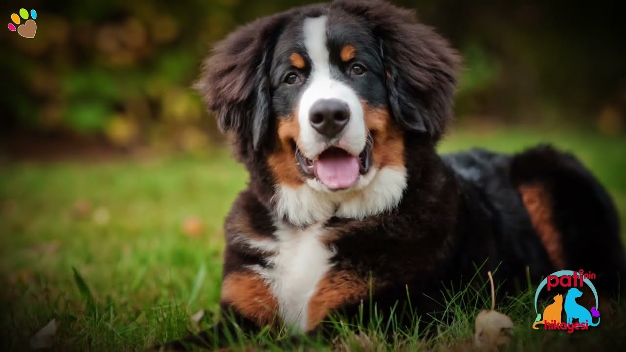 Bernese Mountain Dog Karakteri, Eğitilebilirlik Durumu, Yaşam Koşulları, Çocuklarla İletişimi, Bakım