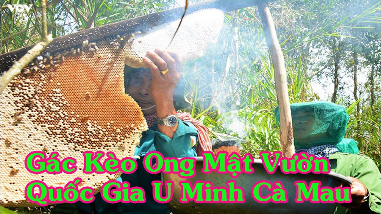 Cà Mau - Nghề Gác Kèo Ong Rừng U Minh