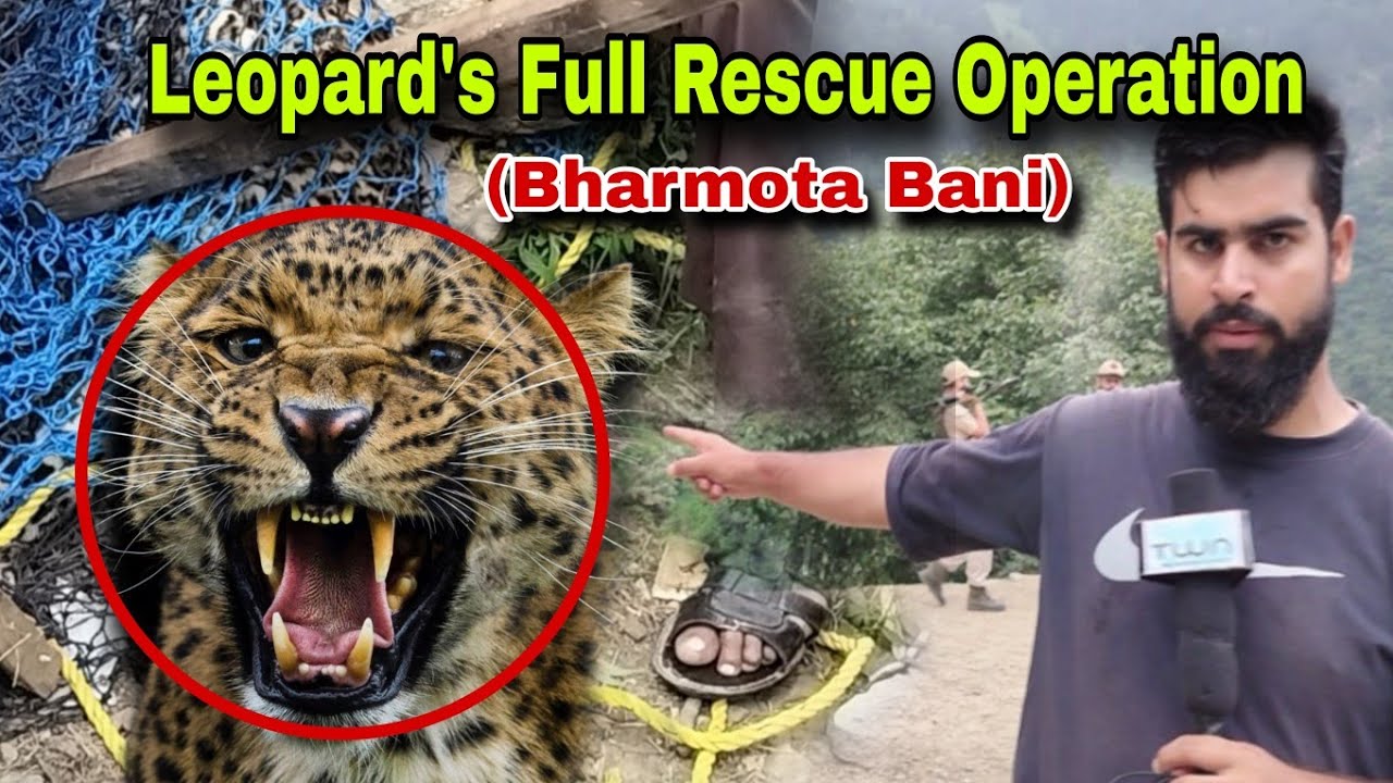 Leopard's Full Rescue Operation at Bharmota Bani on 13-Aug-2024