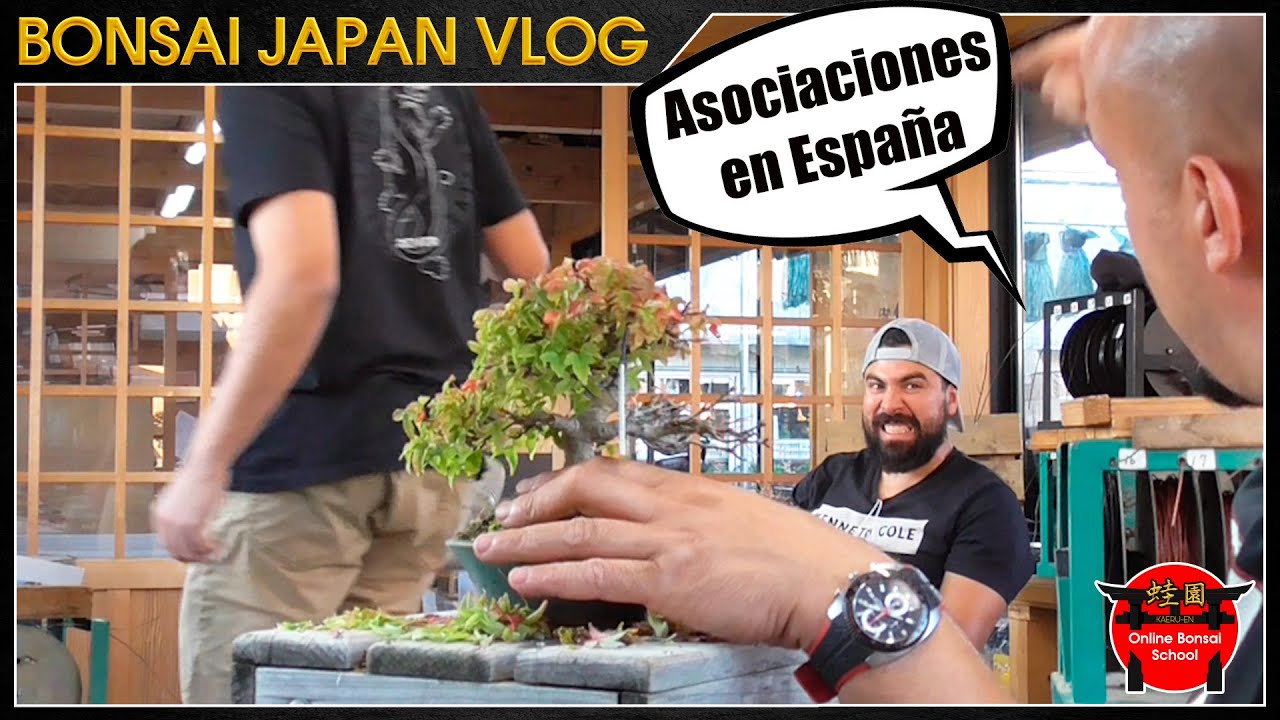 M&eacute;xico opina sobre David Cortizas | Bonsai Jap&oacute;n Vlog #69
