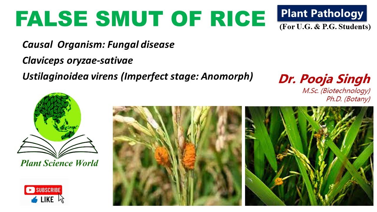 False Smut of Rice