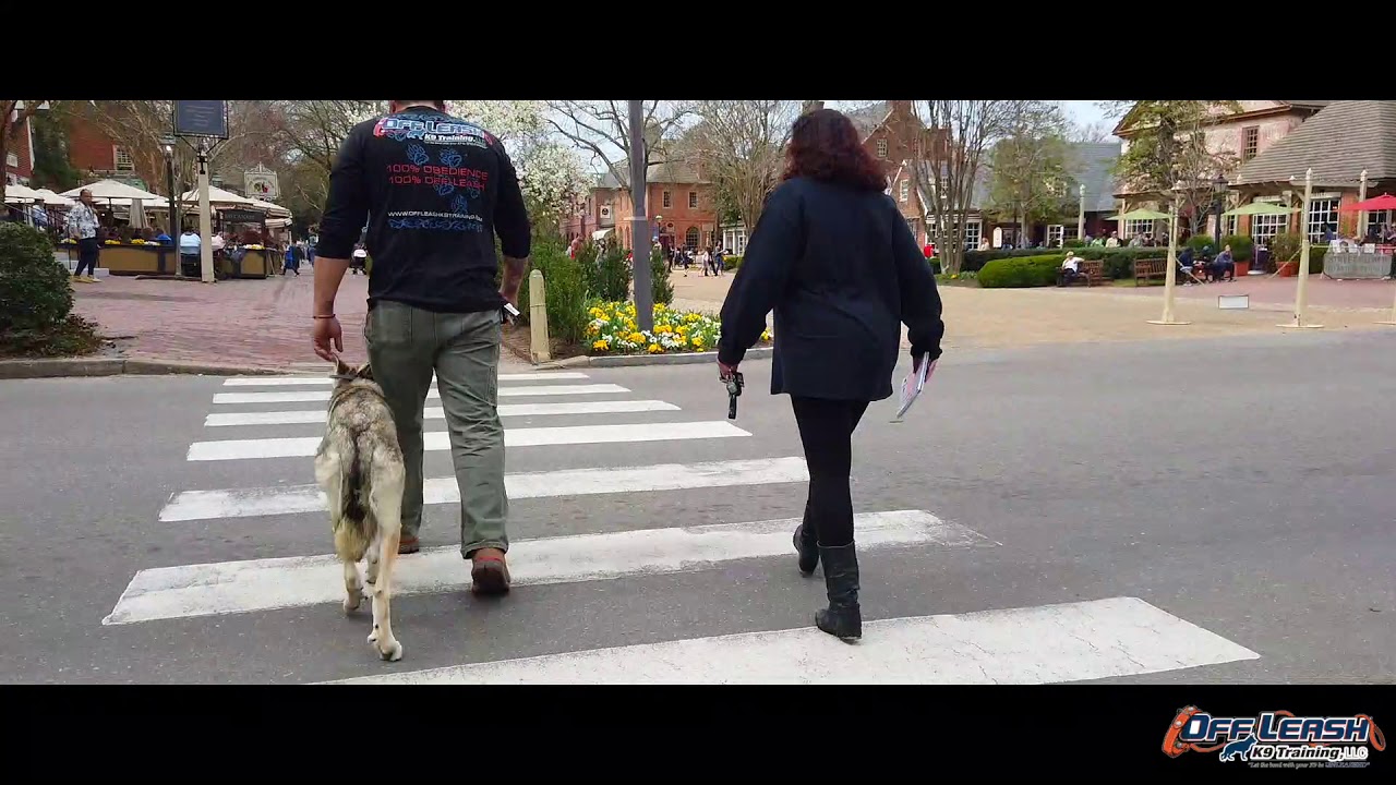 1 year old Nymeria the Inuit Dog l Off Leash K9 Training of Hampton Roads l E Collar Obedience