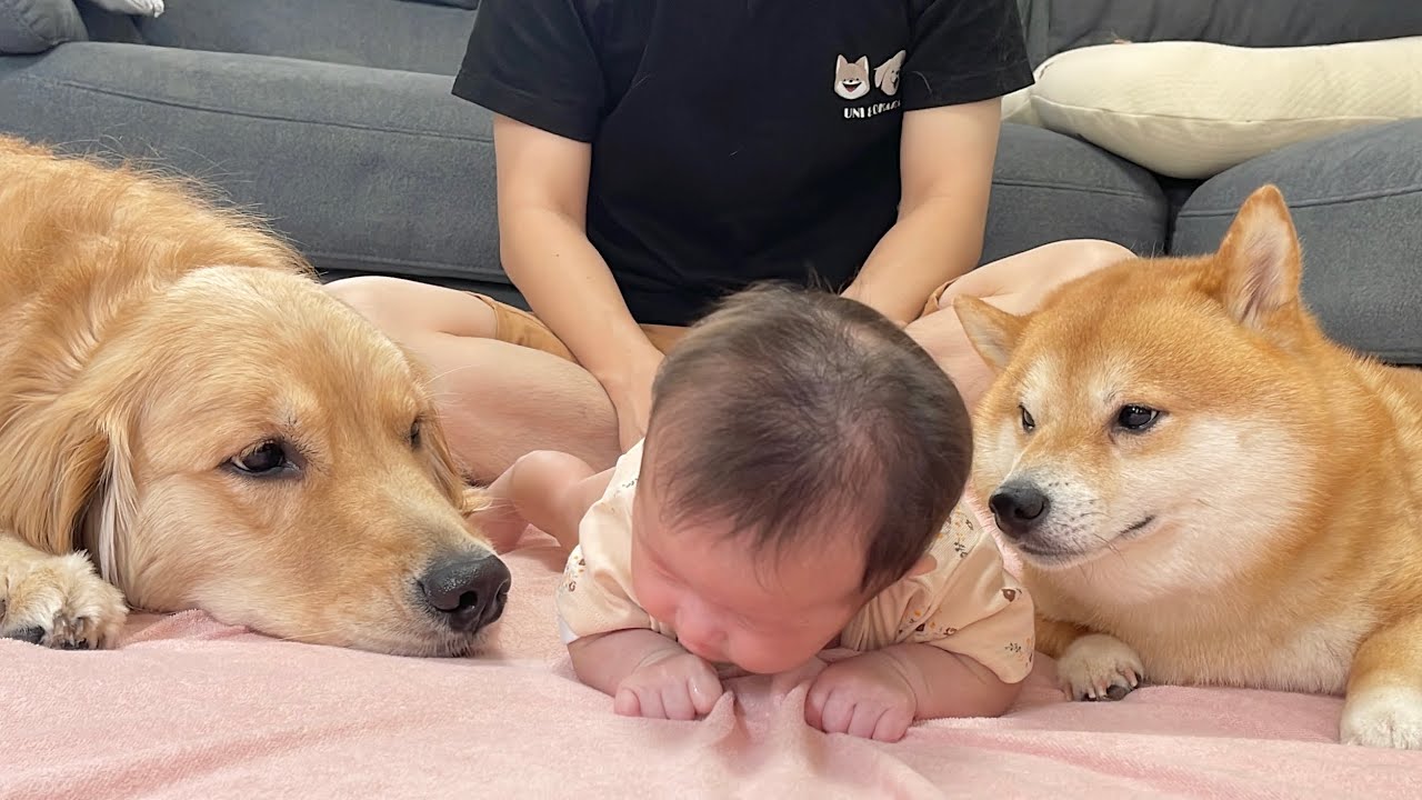 前進しようと苦戦しているのを見てハイハイを教えようとする豆柴が優しすぎました