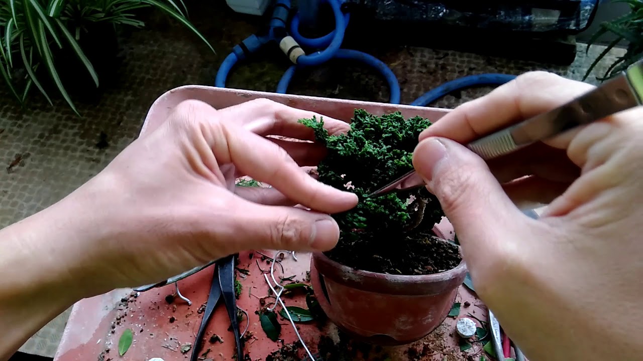 石化ヒノキ３号（冬支度）_chamaecyparis obtusa var. sekka（No.3）Winter Preparation_Early_Nov2020_BONSAI盆栽