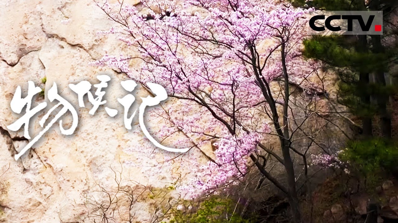 《物候记》二十四节气奏响自然协奏曲！指引着中华大地无数生命的勃发与脉动【CCTV纪录】