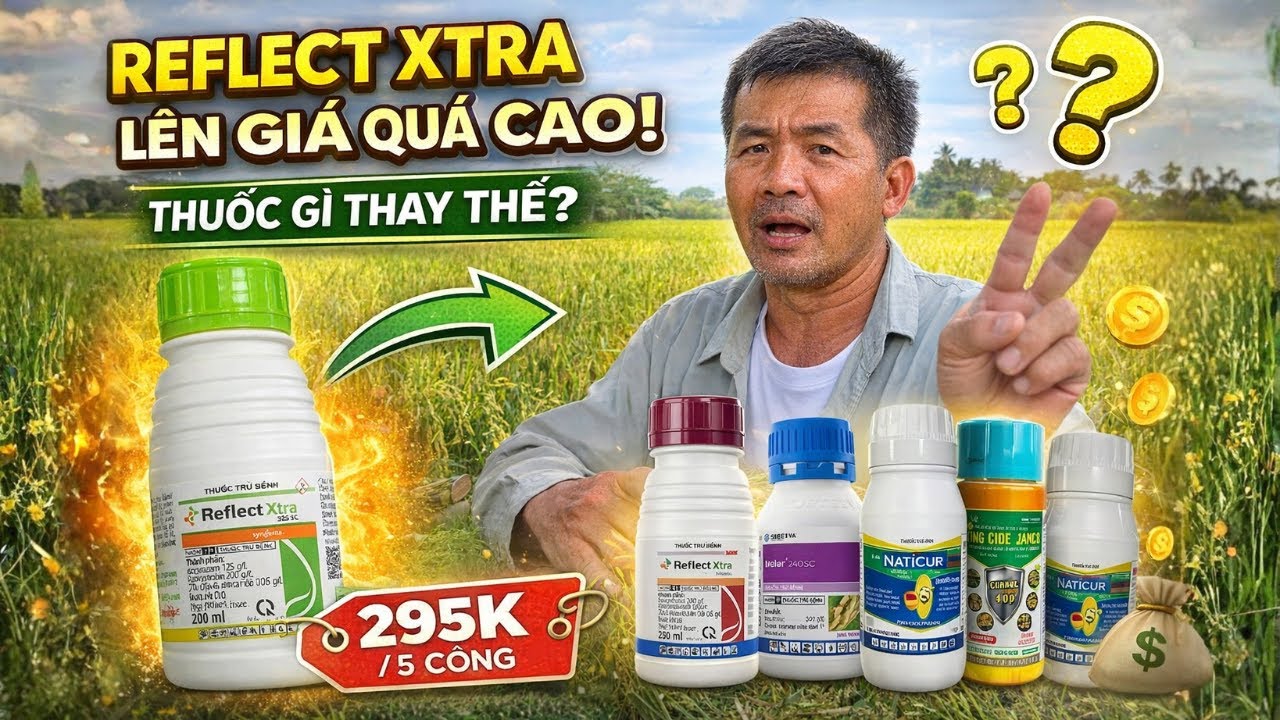 Reflect Xtra giá cao? 6 thuốc trị lem lép & đạo ôn nhẹ nên dùng