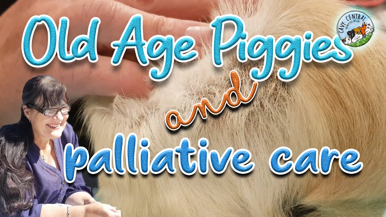 Old guinea pigs and palliative care - older piggies and what you need to do