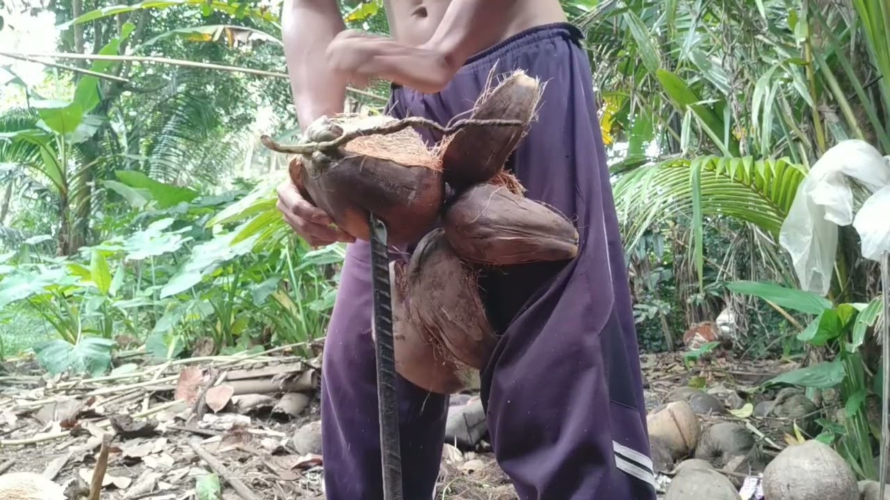 Berbahaya !!amatir ngupas kelapa dengan linggis #kupaskelapa #amatir#pemula