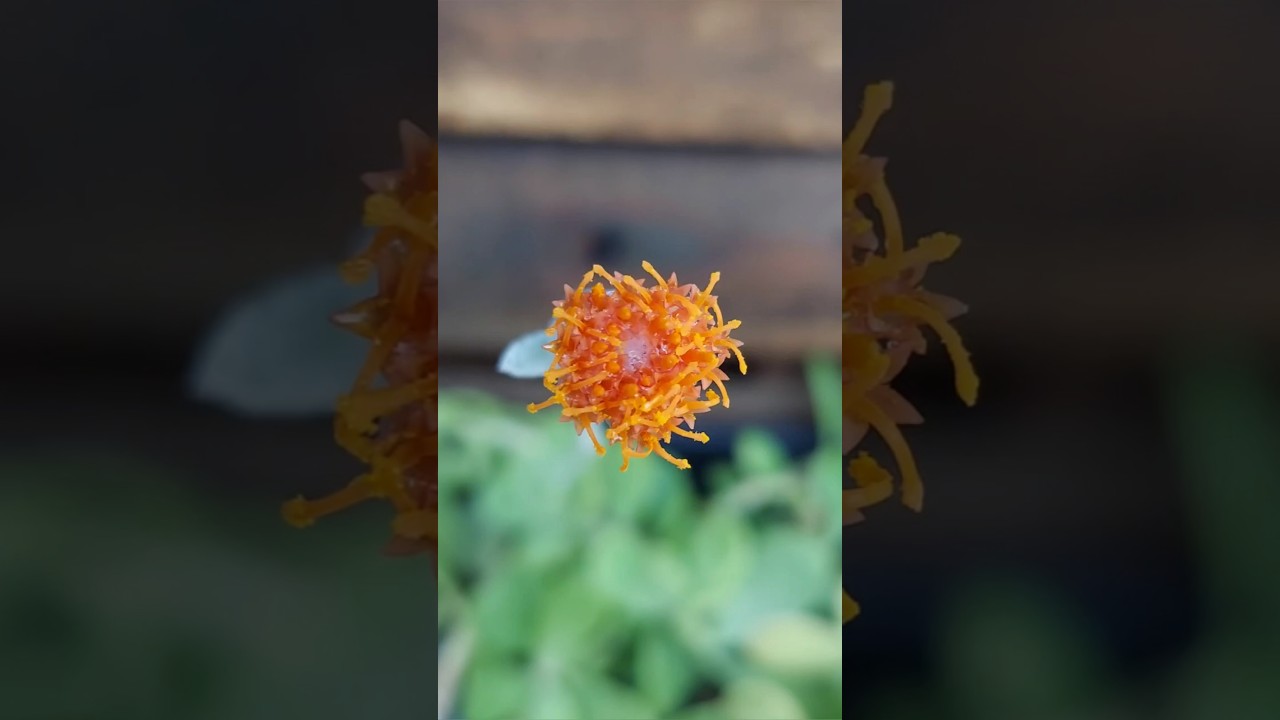 Flores da Jade pendente | Senecio jacobsenii  suculenta Jardim da Gabi