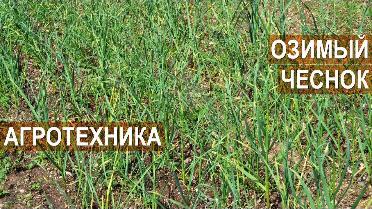 Озимый чеснок. Агротехника. Советы Сузана В. Г.